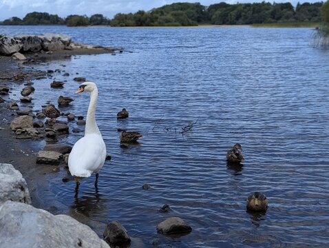 Close-up of a white swan and mallard ducks in shallow rocky waters of a lake in Killarney, Ireland.