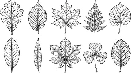 Naklejka premium A collection of ten distinct botanical leaf illustrations rendered in a clean black and white line art style on a plain transparent background