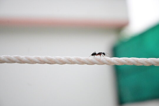 Black Ants Marching and Hanging Along a White Rope