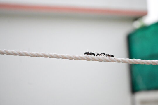 Black Ants Marching and Hanging Along a White Rope
