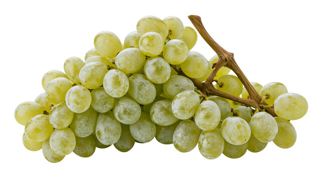 Fresh green grapes on a woody stem, isolated on transparent background