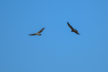 Fototapeta premium Buteo swainsoni, Swainson´s Hawk, La Pampa Provnce, Patagonia, Argentina