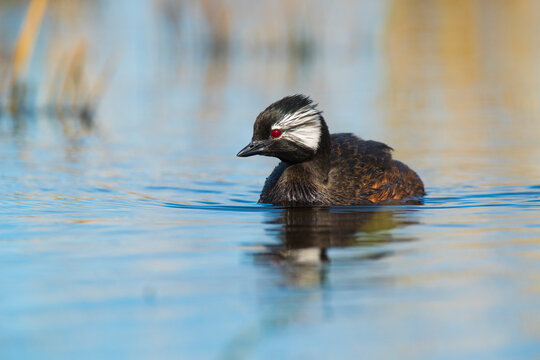 White tufted Grebe swimming, La Pampa Province, Patagonia, Argentina