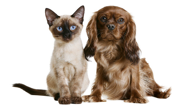 Siamese kitten with blue eyes and brown Cavalier King Charles Spaniel, isolated on transparent background