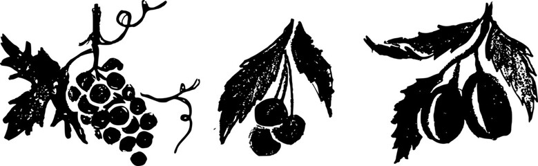 Set of hand-drawn fruits and berries. Black and white textured sketch of grapes, cherries and plums isolated on white © Parakhat