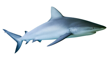 Fototapeta premium Gray reef shark swimming, isolated on transparent background