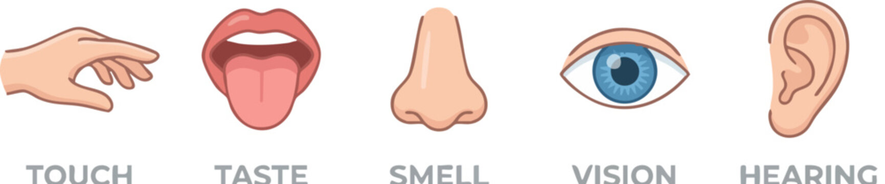 Five human senses icon set, flat vector illustrations of touch, taste, smell, vision, and hearing, educational sensory organs collection for biology
