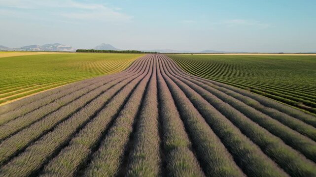 Cinematic drone flight above lavender rows stretching to the horizon in Valensole, France