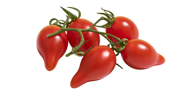 Plump red Roma tomatoes on the vine, isolated on transparent background