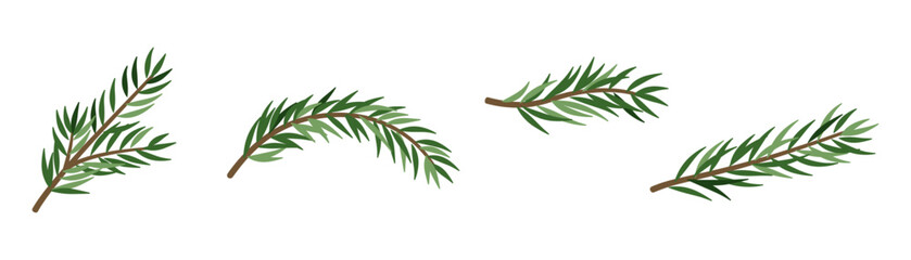 Green spruce branch illustration. Pine needles for holiday decorations PNG. Evergreen tree element isolated on white, ideal for Christmas garland designs. © Ann_Sereda