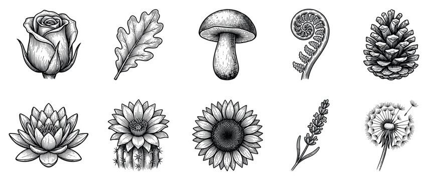 Nature elements icons set. Botanical and floral concept. Includes rose, oak leaf, mushroom, fern, pine cone, water lily, cactus flower, sunflower, lavender, dandelion. Engraving style