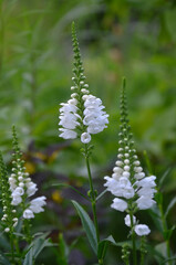 Fototapeta premium Delicate white blooms of Physostegia virginiana 'Miss Manners' growing in summer garden on flowerbed. Growing summer flowers concept. 