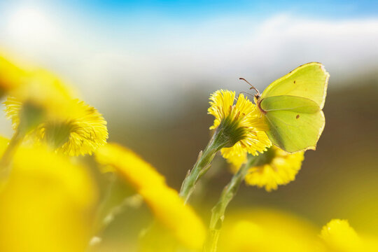Brimstone butterfly feeding on a yellow coltsfoot flower in spring