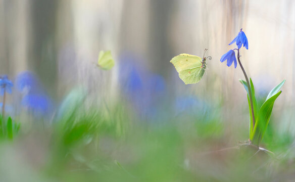 Brimstone butterfly flying towards a blue squill flower in spring