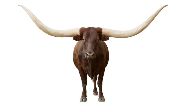 Brown Ankole Watusi bull with long curved horns, isolated on transparent background