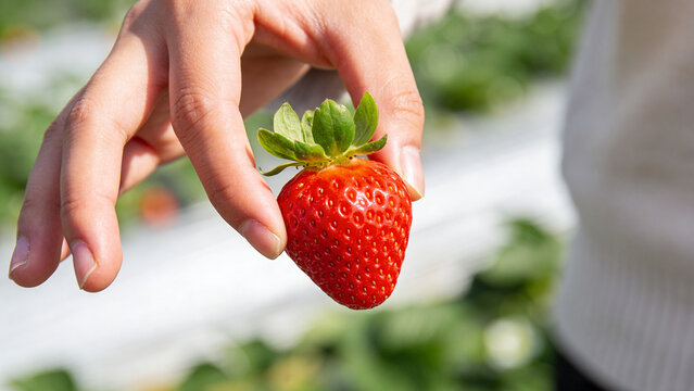 Hand holding fresh ripe strawberry in berry field on sunny day while picking fruit