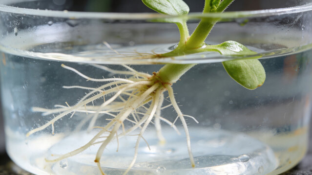 Research on plant roots in a biotechnology laboratory