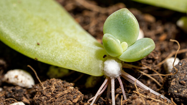 New plant growth seen in biotechnology lab during research on agritech processes