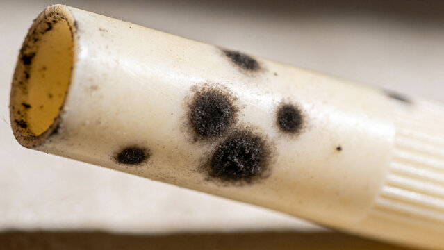Research on mold growth in laboratory samples related to plant biotechnology
