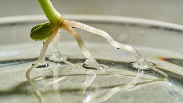 New plant sprout with roots growing in liquid solution in a laboratory setting