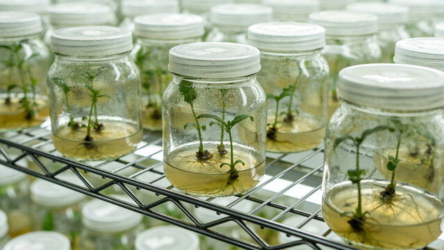Research on plant growth in jars inside a biotechnology laboratory in an agritech facility