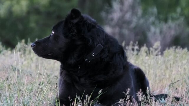 Close-up of a fluffy black stray dog with a collar lying alertly in a green field. The watchful expression highlights issues of animal homelessness and need for shelter.