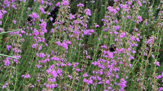 Bumblebees foraging purple heather flowers pollination ecosystem biodiversity