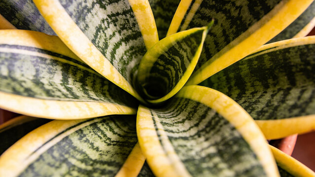 Closeup view of a green and yellow ornamental plant with distinct patterns in a cozy indoor space