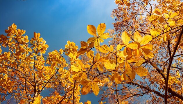Tree Branches With Yellow Leaves Against Blue Sky Selective Focus