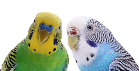 Obraz premium Cute parrots looking out on white background. Feathered pet