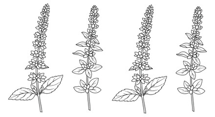 Floral ornament of chamomile mint and plantain in engraved line style © Kawsar_Studio1998