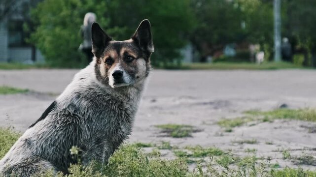 A mixed breed stray dog sits on green grass and turns its head to watch a pedestrian. The animal stands up to leave capturing the wary and observant nature of street dogs.