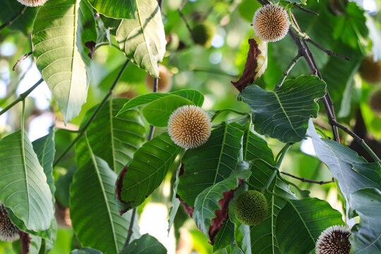 Detailed macro perspective of a spherical Kadam flower bud sheltered beneath vibrant green tree leaves in natural outdoor light.