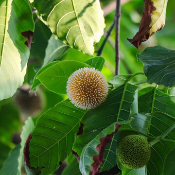 High-quality nature photo showcasing the exotic Neolamarckia cadamba flower, also known as the Burflower tree blossom, amidst dense tropical foliage.