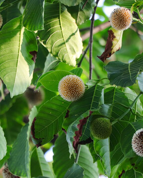 High-quality nature photo showcasing the exotic Neolamarckia cadamba flower, also known as the Burflower tree blossom, amidst dense tropical foliage.