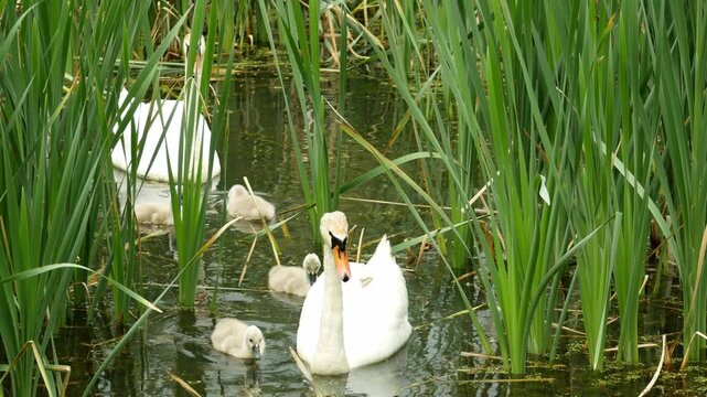 Mute swan Cygnus olor young waterfowl baby family natural habitat wetland marshland ecosystem showcases graceful, elegant adult and serene water and dark water freshwater pond lake riverbank or swamp