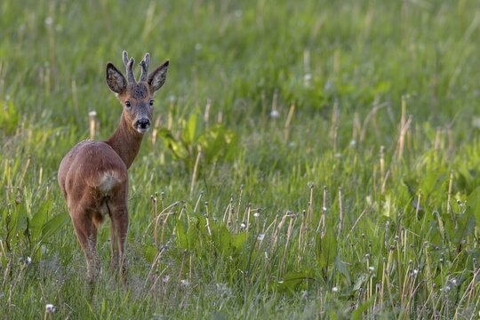 Roebuck (Capreolus capreolus) yearling in summer cover, the horns are still wearing the velvet, eyes, eye contact, summer coat, Germany
