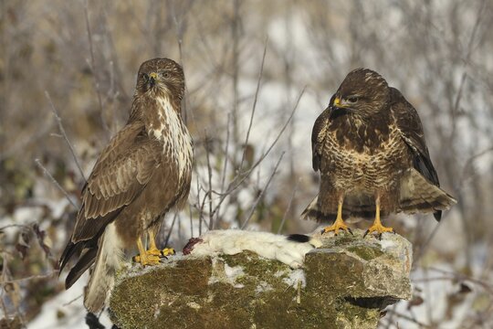 Common steppe buzzard (Buteo buteo) adult birds on White stoat (Mustela erminea) Allg&auml;u, Bavaria, Germany
