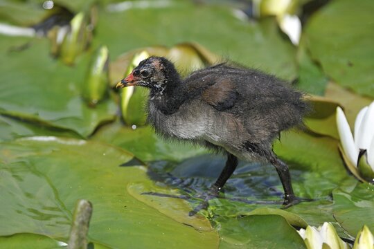 Common Moorhen (Gallinula chloropus), young bird running over the leaves of a Water Lily (Nymphaea alba), Saxony, Germany