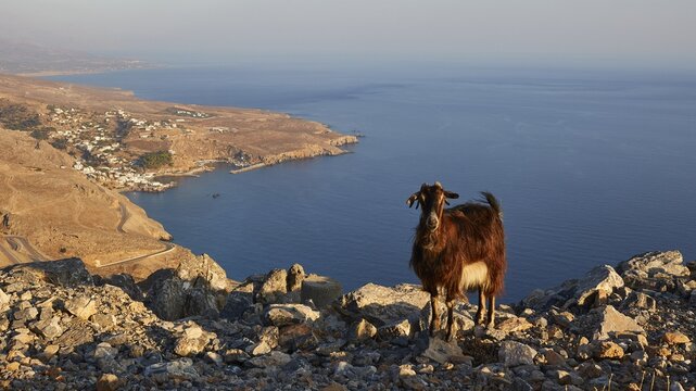 A goat standing on rocky terrain overlooking a coastal landscape, sheep (e) or goat (n), ovis, caprae, Crete, Greek Islands, Greece