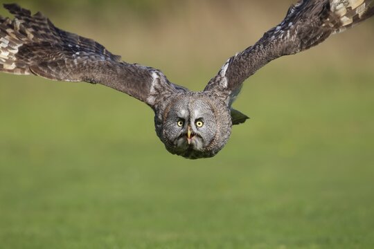 Great grey owl (Strix nebulosa) adult bird in flight, England, United Kingdom, Captive