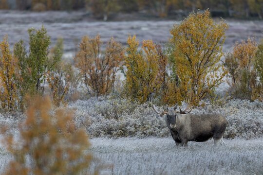 Unfortunately, 3 photographers also discover the bull moose (Alces alces) and rumble towards it at such a volume and ruthlessness that even the most relaxed moose becomes restless, hoarfrost, autumn, Ruska, rut, moose rut, Norway