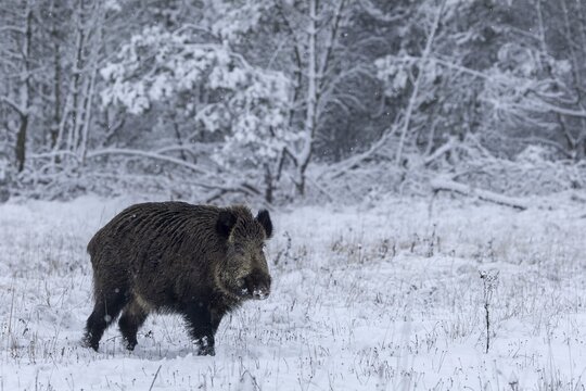 The overrunner (Sus scrofa) seems to have noticed something in the neighbouring spruce thicket, early winter, winter, snow, cold, intoxication, mating season, November, Denmark