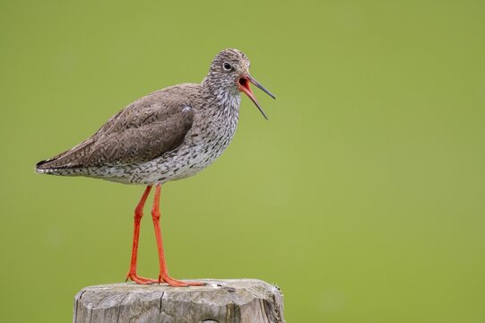 Calling redshank (Tringa totanus) on a pasture stile, wader, snipe, Germany