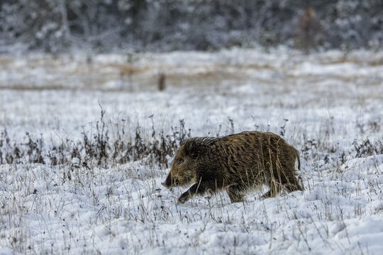 A wild boar (Sus scrofa) trudges through the snow in search of conspecifics, winter, snow, cold, baby animals, cute, November, Denmark