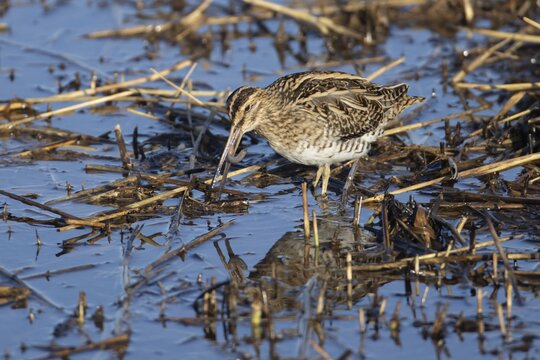 Common snipe (Gallinago gallinago) adult bird feeding on a worm on the edge of a reedbed, Norfolk, England, United Kingdom