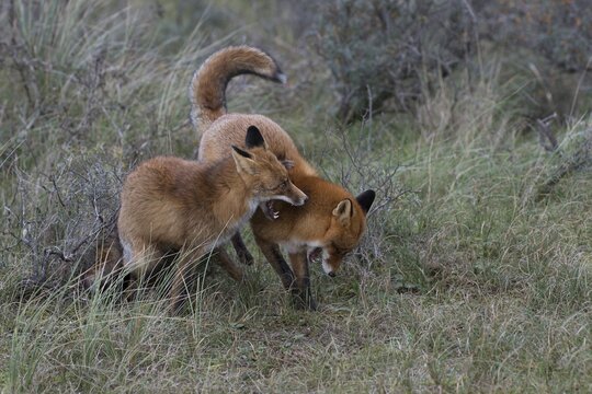 Red foxes (Vulpes vulpes), two fighting males, North Holland, Netherlands
