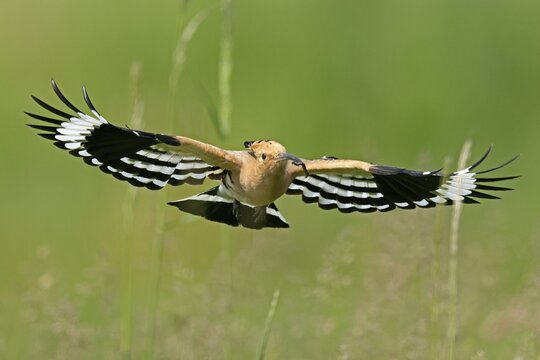 Hoopoe (Upupa epops) in flight with food, wildlife, Rhineland-Palatinate, Germany