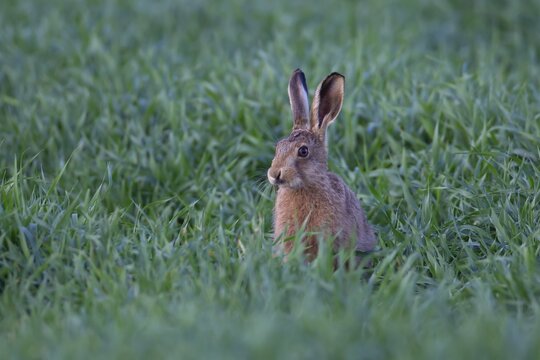 European brown hare (Lepus europaeus) juvenile baby leveret animal in a farmland cereal crop in summer, England, United Kingdom