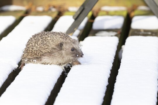 European hedgehog (Erinaceus europaeus) adult animal walking on snow covered garden wooden decking in winter, England, United Kingdom